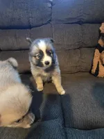 Boy g , a male Pomeranian and Pomsky for sale in Panama City, FL – 7 of 10
