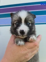 Boy g , a male Pomeranian and Pomsky for sale in Panama City, FL – 2 of 10