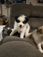 Pup d , a male Pomeranian and Pomsky for sale in Panama City, FL – 6 of 7