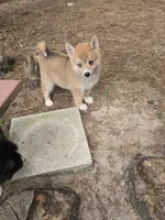 Soda pop , a female Pomeranian and Pomsky for sale in Panama City, FL – 10 of 10