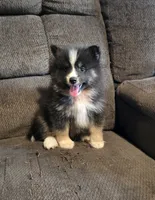 Echo , a male Pomeranian and Pomsky for sale in Panama City, FL – 2 of 6