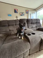 Toco , a female Pomeranian and Pomsky for sale in Panama City, FL – 7 of 7