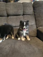 Echo , a male Pomeranian and Pomsky for sale in Panama City, FL – 5 of 6