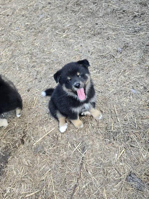 Prince  – Pomeranian, Pomsky puppy for sale in Panama City, FL