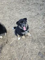 Prince , a male Pomeranian and Pomsky for sale in Panama City, FL – 1 of 9