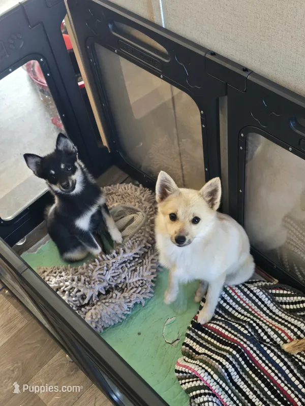 Sunflower 🌻  – Pomeranian, Pomsky puppy for sale in Panama City, FL