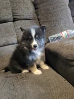 Echo , a male Pomeranian and Pomsky for sale in Panama City, FL – 3 of 6