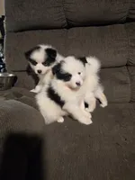 Pup c , a male Pomeranian and Pomsky for sale in Panama City, FL – 5 of 10