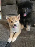 Soda pop , a female Pomeranian and Pomsky for sale in Panama City, FL – 5 of 10
