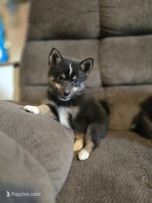 Pop rocks  – Pomeranian, Pomsky puppy for sale in Panama City, FL