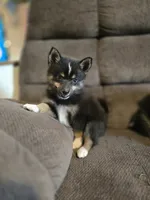 Pop rocks , a female Pomeranian and Pomsky for sale in Panama City, FL – 5 of 5
