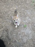 Soda pop , a female Pomeranian and Pomsky for sale in Panama City, FL – 4 of 10