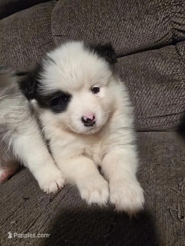 Pup c  – Pomeranian, Pomsky puppy for sale in Panama City, FL