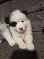 Pup c , a male Pomeranian and Pomsky for sale in Panama City, FL – 1 of 10