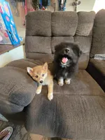 Soda pop , a female Pomeranian and Pomsky for sale in Panama City, FL – 3 of 10