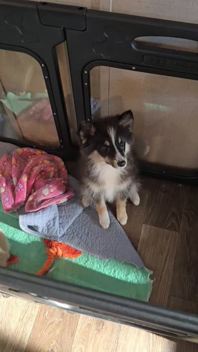 Sunflower 🌻 , a female Pomeranian and Pomsky for sale in Panama City, FL – 8 of 8