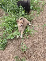 Dream, a female Pomeranian and Pomsky for sale in Panama City, FL – 5 of 7
