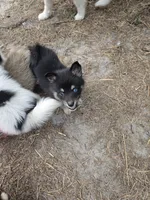 S'more , a male Pomeranian and Pomsky for sale in Panama City, FL – 6 of 10