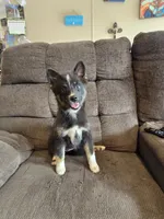 Toco , a female Pomeranian and Pomsky for sale in Panama City, FL – 2 of 7