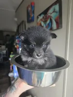 Angel , a female Pomeranian and Pomsky for sale in Panama City, FL – 5 of 9