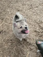 Tiny pomskys fox, a female Pomeranian and Pomsky for sale in Panama City, FL – 4 of 5
