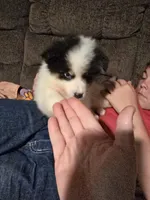 Pup a , a male Pomeranian and Pomsky for sale in Panama City, FL – 5 of 5