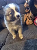 Bullet , a male Pomeranian for sale in Panama City, FL – 4 of 6