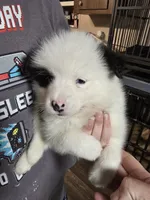 Pup c , a male Pomeranian and Pomsky for sale in Panama City, FL – 3 of 10