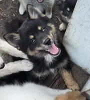 Prince , a male Pomeranian and Pomsky for sale in Panama City, FL – 3 of 9