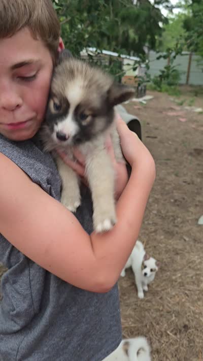 Zero , a male Pomeranian and Pomsky for sale in Panama City, FL – 9 of 10