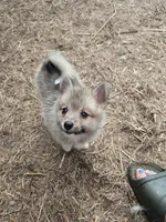 Tiny pomskys fox, a female Pomeranian and Pomsky for sale in Panama City, FL – 2 of 5