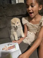 Ruby , a female Pomeranian for sale in Panama City, FL – 4 of 7