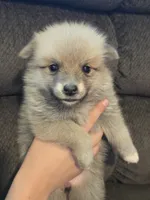 Ruby , a female Pomeranian for sale in Panama City, FL – 4 of 4