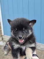 Angel , a female Pomeranian and Pomsky for sale in Panama City, FL – 8 of 9