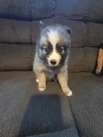 Bullet , a male Pomeranian for sale in Panama City, FL – 3 of 6