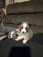 Glitzy , a female Pomeranian and Pomsky for sale in Panama City, FL – Photo 2 of 10