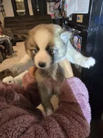 Glitzy , a female Pomeranian and Pomsky for sale in Panama City, FL – Photo 9 of 10