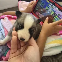 Glitzy , a female Pomeranian and Pomsky for sale in Panama City, FL – Photo 3 of 6