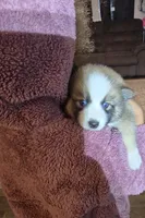 Glitzy , a female Pomeranian and Pomsky for sale in Panama City, FL – Photo 5 of 10