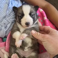 Glitzy , a female Pomeranian and Pomsky for sale in Panama City, FL – Photo 6 of 6