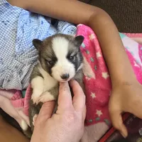 Glitzy , a female Pomeranian and Pomsky for sale in Panama City, FL – Photo 4 of 6