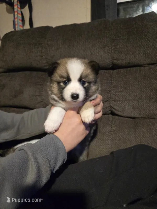 Glitzy  – Pomeranian, Pomsky puppy for sale in Panama City, FL