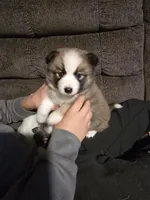 Glitzy , a female Pomeranian and Pomsky for sale in Panama City, FL – Photo 3 of 10