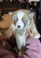 Glitzy , a female Pomeranian and Pomsky for sale in Panama City, FL – Photo 7 of 10