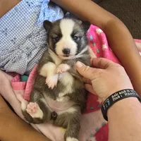 Glitzy , a female Pomeranian and Pomsky for sale in Panama City, FL – Photo 1 of 6