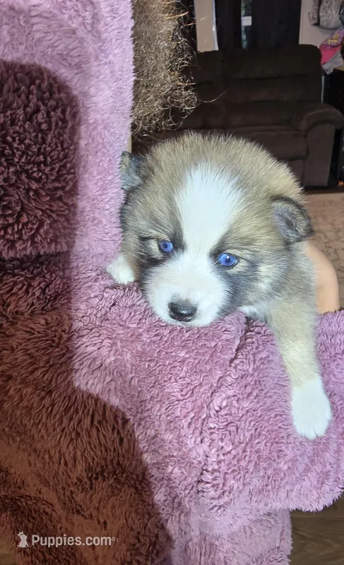 Glitzy  – Pomeranian, Pomsky puppy for sale in Panama City, FL