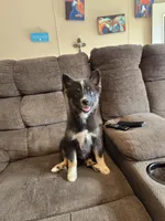 Toco , a female Pomeranian and Pomsky for sale in Panama City, FL – 4 of 7