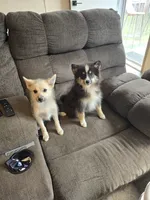 Echo , a male Pomeranian and Pomsky for sale in Panama City, FL – 6 of 9