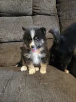 Echo , a male Pomeranian and Pomsky for sale in Panama City, FL – 4 of 6