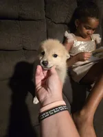 Ruby , a female Pomeranian for sale in Panama City, FL – 6 of 7